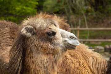 The bactrian camel close up portrait. Camelus bactrianus