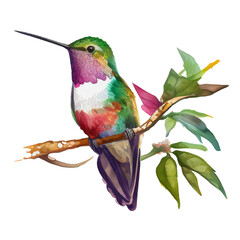 Hummingbird  Watercolor Clipart, Hummingbird  Clipart © Dhanushka
