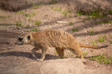Fototapeta premium Portrait of Meerkat Suricata suricatta, African native animal