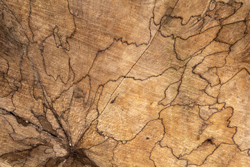 Closeup macro view of end cut wood tree section with cracks and annual rings.
