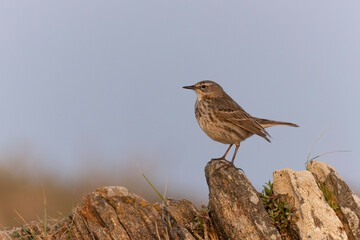 European Rock Pipit Anthus petrosus sitting and feeding on Brittany Coast