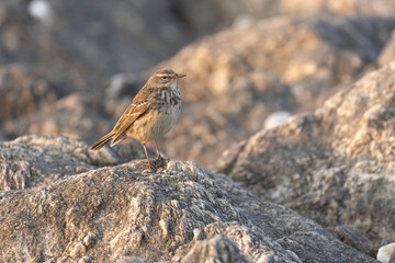 European Rock Pipit Anthus petrosus sitting and feeding on Brittany Coast