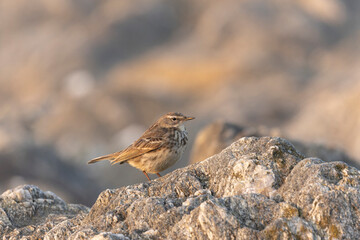 European Rock Pipit Anthus petrosus sitting and feeding on Brittany Coast