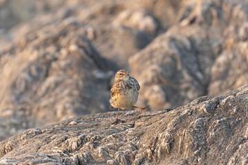 European Rock Pipit Anthus petrosus sitting and feeding on Brittany Coast