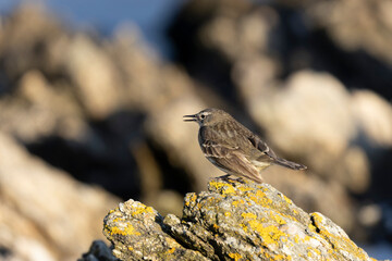 European Rock Pipit Anthus petrosus sitting and feeding on Brittany Coast