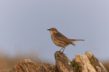 European Rock Pipit Anthus petrosus sitting and feeding on Brittany Coast