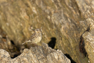 European Rock Pipit Anthus petrosus sitting and feeding on Brittany Coast