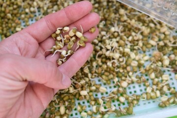 Sprouted mung beans. Healthy food. Natural background of sprouted mung beans.