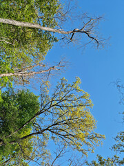 Tree branches and sky seen from low angle
