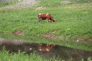 grazing cows and lake view in the meadow