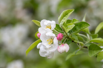 Apfelblüte