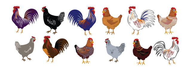 Set of chicken hen rooster icon character hand drawn vector illustration. Pet poultry farm animal symbol. © Suryadi