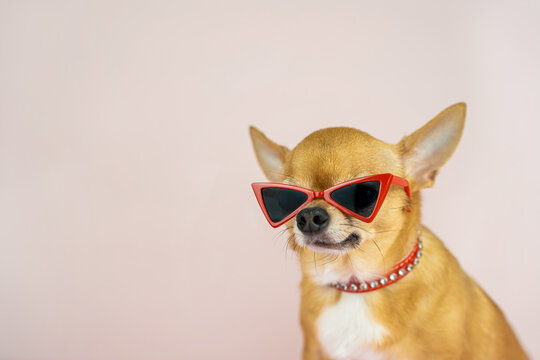 A red chihuahua dog in stylish sunglasses with red frames and a red collar with crystals on a pink background. Sale, advertising, discount, special offer, optics stores, business. Copy space for text