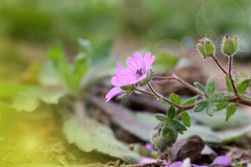 purple-colored Cranes are the common name of the flowers in gardening that make up the genus Geranium in the Turnagasigiller family. More than 400 species are known in the world.