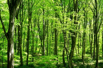 View of Belgrad Forest in Istanbul, Turkey.