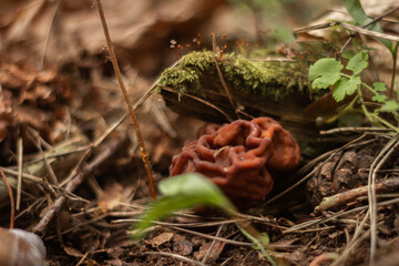 The hallucinogenic mushrooms grow near the old stump Forest and mushrooms in a shady forest