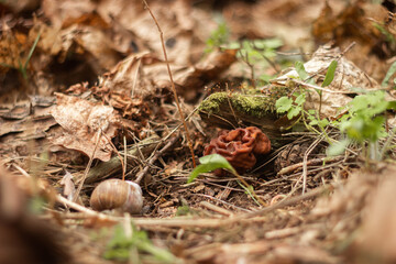 The hallucinogenic mushrooms grow near the old stump Forest and mushrooms in a shady forest
