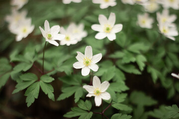 Round lobed snowdrops Hepatica nobilis obtusa with a white flower blooming on the forest floor