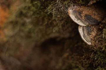 a mossy trunk of a tree wasfith mushrooms on the bark in an ivening light pseudo fungus