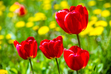 Obraz premium red tulips bloom on a green natural background 