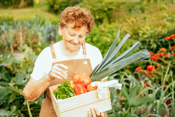 Happy elderly woman wearing apron holding wooden box full of fresh vegetables. Organic farm food harvest concept.