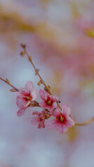 Cherry blossom