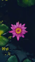 Obraz na płótnie Canvas pink water lily