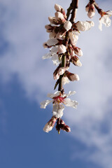 Flowers on the tree against the blue sky