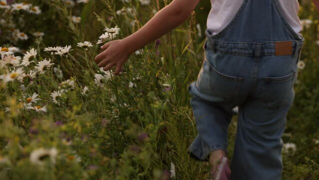 A child girl walks along the summer field gently touching the tops of daisy flowers. The girl is walking through the flower meadow. The concept of summer or vacation at grandma's on vacation.