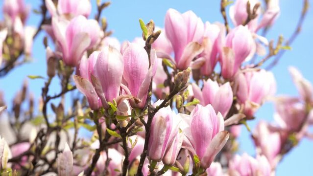 white and pink magnolia flowers on the branch on a warm spring sunny day
