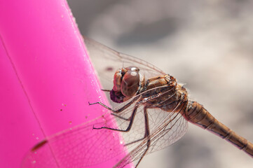 close up of a dragonfly