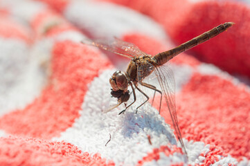 close up of a red dragonfly