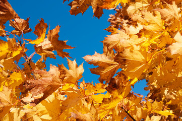 autumn leaves on the water