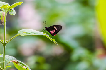 A close up of a Central American True Heart Butterfly in Monteverde, Costa Rica in the dry season