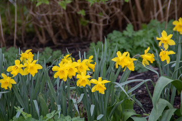 photo of many daffodils nearby