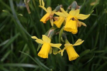 Photo of several yellow daffodils in close-up