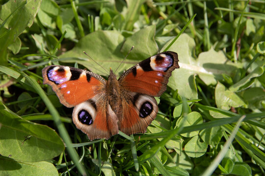 photo of a butterfly on green grass