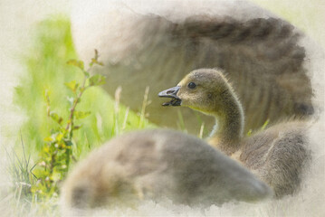 Digital watercolour painting of baby Branta canadensis Canada Goose Gosling waterfowl feeding.