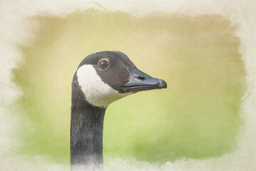 Digital watercolor painting of a Canada Goose.