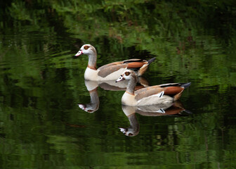 Two Egyptian geese with light and dark brown, black, orange, and white feathers are reflected in...