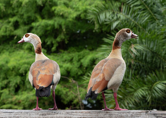 Two Egyptian geese, male and female, are looking in opposite directions as they stand on a wood fence against a green tree background.