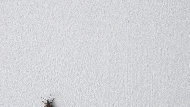 Rove beetle crawling along the wall inside the house. detail. Creeping out of the frame from below