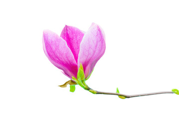 Fototapeta na wymiar Magnolia Blossom in Close-up on White Background