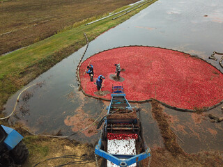 The process of loading fresh cranberries into a trailer. © Елена Бионышева-Абра