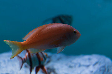 Obraz premium 水槽内を泳ぐキンギョハナダイのメス