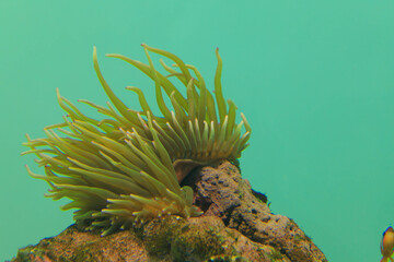 パラオクサビライシ