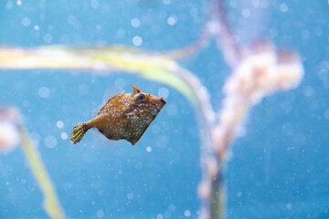 水中を泳ぐアミメハギの幼魚