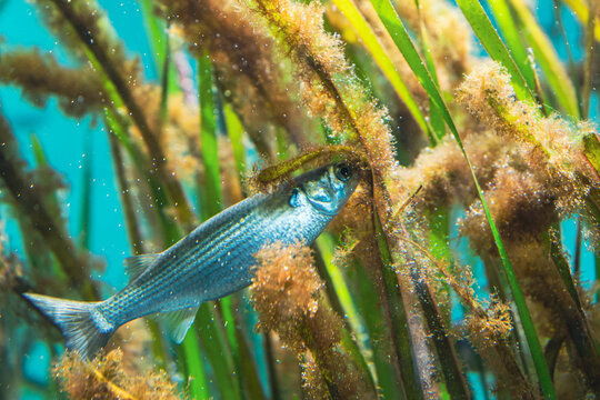 アマモに付着した藻類を食べるボラの稚魚