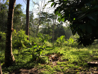Banana trees in a plantation area in the countryside
