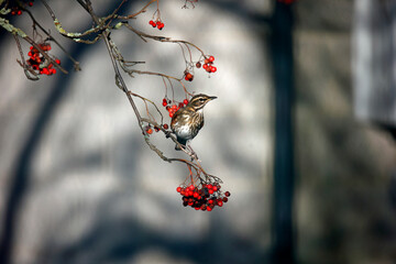 Redwings feeding on winter berries